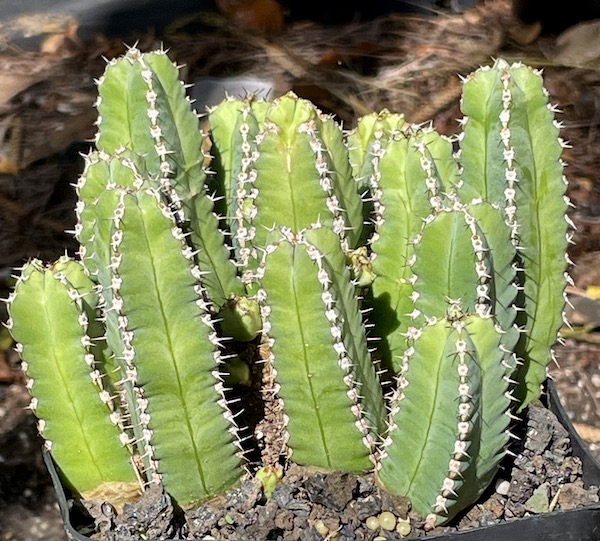 Euphorbia makellensis, certified plant from 5 inch pot